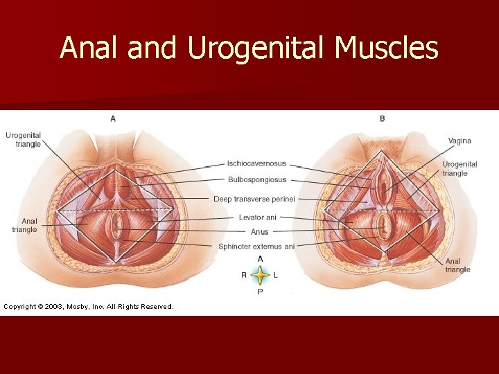 Anal and Urogenital Muscles 