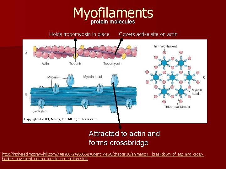 Myofilaments protein molecules Holds tropomyosin in place Covers active site on actin Attracted to