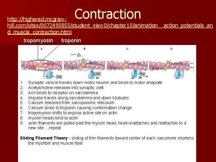 Contraction http: //highered. mcgrawhill. com/sites/0072495855/student_view 0/chapter 10/animation__action_potentials_an d_muscle_contraction. html tropomyosin 1. 2. 3. 4.