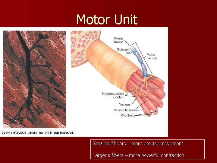 Motor Unit Smaller # fibers – more precise movement Larger # fibers – more