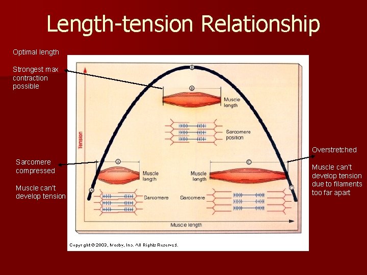 Length-tension Relationship Optimal length Strongest max contraction possible Overstretched Sarcomere compressed Muscle can’t develop