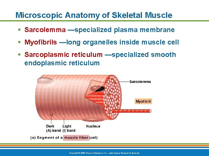Microscopic Anatomy of Skeletal Muscle § Sarcolemma —specialized plasma membrane § Myofibrils —long organelles