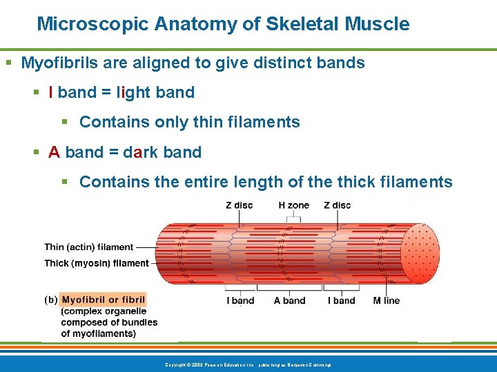 Microscopic Anatomy of Skeletal Muscle § Myofibrils are aligned to give distinct bands §