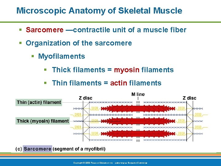 Microscopic Anatomy of Skeletal Muscle § Sarcomere —contractile unit of a muscle fiber §