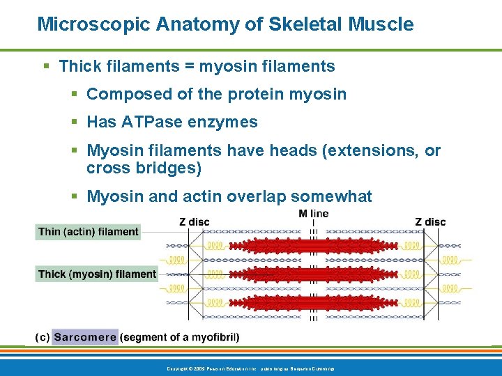 Microscopic Anatomy of Skeletal Muscle § Thick filaments = myosin filaments § Composed of