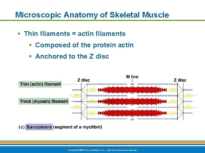 Microscopic Anatomy of Skeletal Muscle § Thin filaments = actin filaments § Composed of