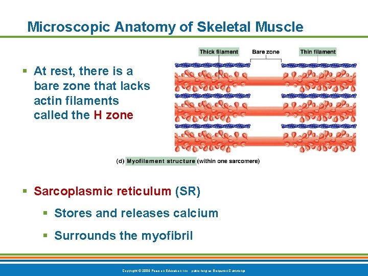 Microscopic Anatomy of Skeletal Muscle § At rest, there is a bare zone that