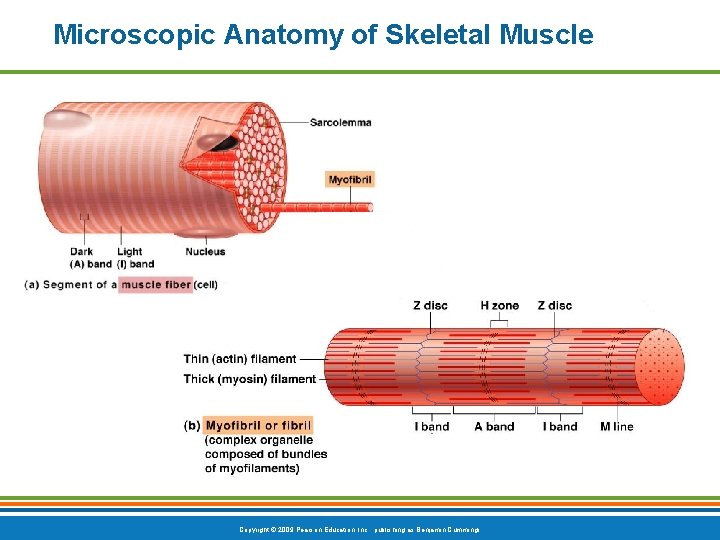 Microscopic Anatomy of Skeletal Muscle Copyright © 2009 Pearson Education, Inc. , publishing as