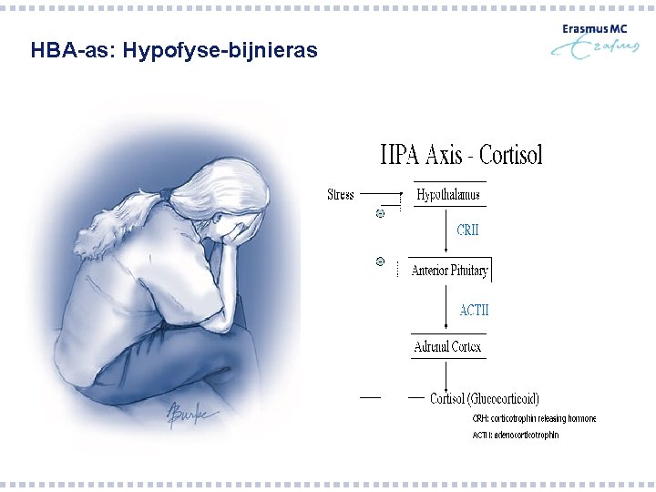 HBA-as: Hypofyse-bijnieras 