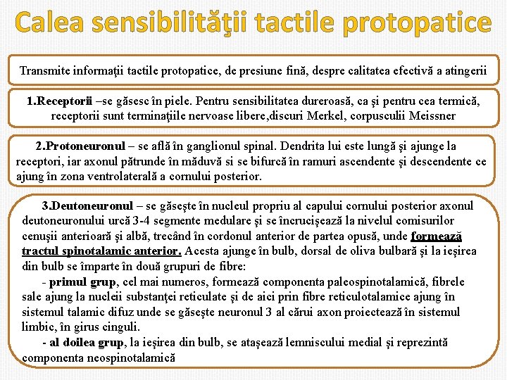 Calea sensibilităţii tactile protopatice Transmite informaţii tactile protopatice, de presiune fină, despre calitatea efectivă