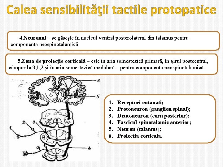 Calea sensibilităţii tactile protopatice 4. Neuronul – se găseşte în nucleul ventral posterolateral din