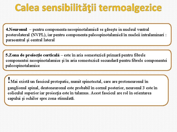 Calea sensibilităţii termoalgezice 4. Neuronul – pentru componenta neospinotalamică se găseşte in nucleul ventral