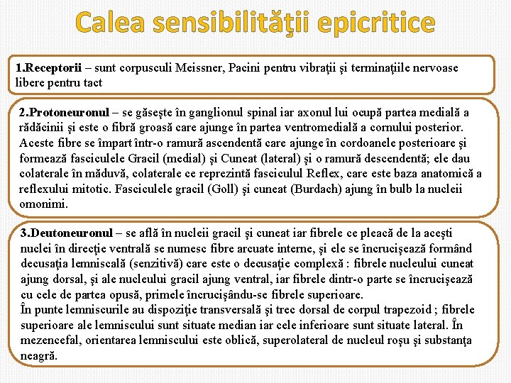 Calea sensibilităţii epicritice 1. Receptorii – sunt corpusculi Meissner, Pacini pentru vibraţii şi terminaţiile
