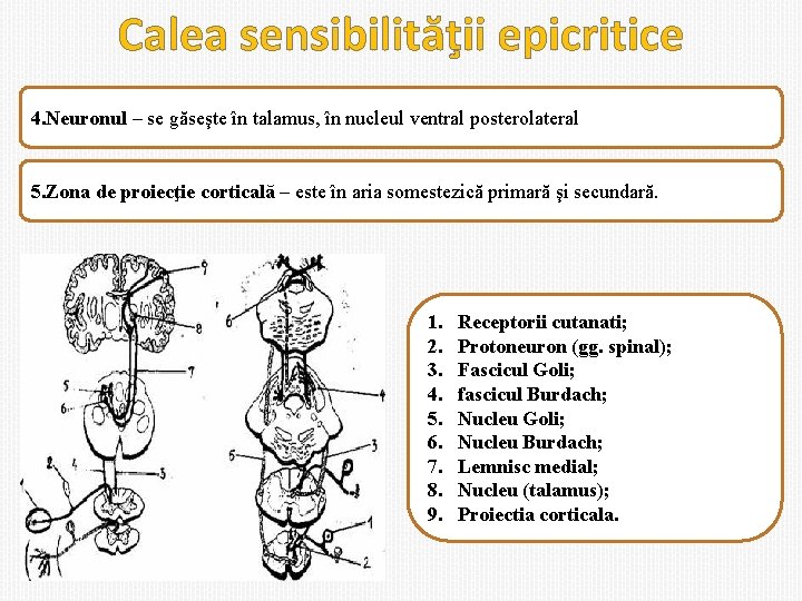 Calea sensibilităţii epicritice 4. Neuronul – se găseşte în talamus, în nucleul ventral posterolateral