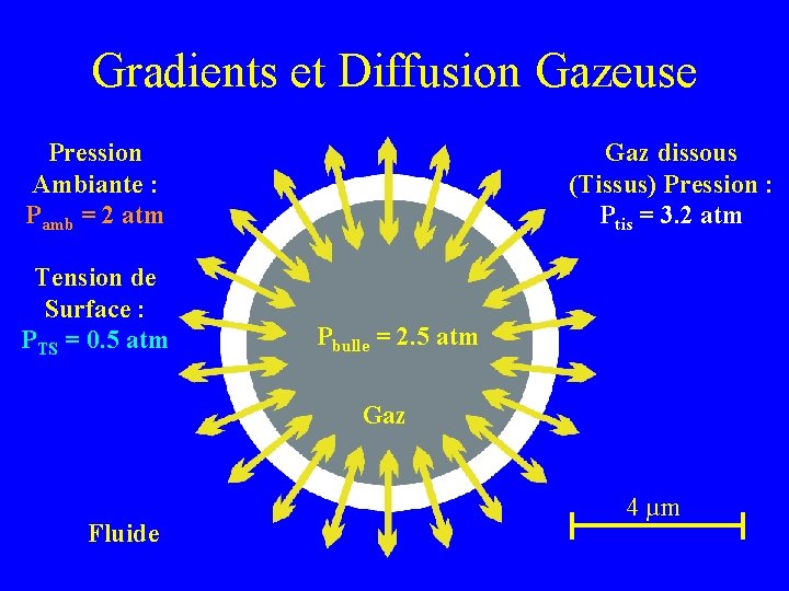 Gradients et Diffusion Gazeuse Pression Ambiante : Pamb = 2 atm Tension de Surface