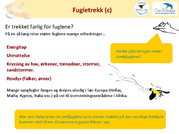 Fugletrekk (c) Er trekket farlig for fuglene? På en så lang reise møter fuglene