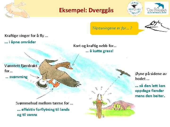 Eksempel: Dverggås Tilpasningene ` er for… ? Kraftige vinger for å fly. . .