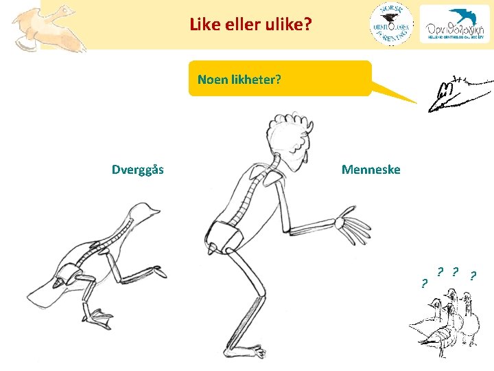 Like eller ulike? Noen likheter? Dverggås Menneske ? ? ? ? 