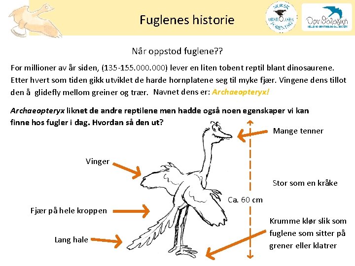 Fuglenes historie Når oppstod fuglene? ? For millioner av år siden, (135 -155. 000)