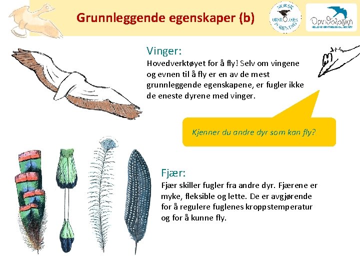Grunnleggende egenskaper (b) Vinger: Hovedverktøyet for å fly! Selv om vingene og evnen til