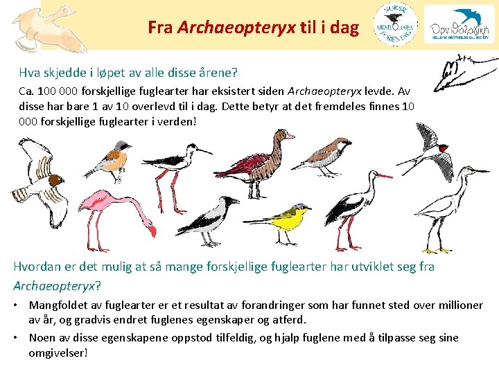 Fra Archaeopteryx til i dag Hva skjedde i løpet av alle disse årene? Ca.