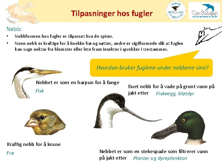 Tilpasninger hos fugler Nebb: • • Nebbformen hos fugler er tilpasset hva de spiser.