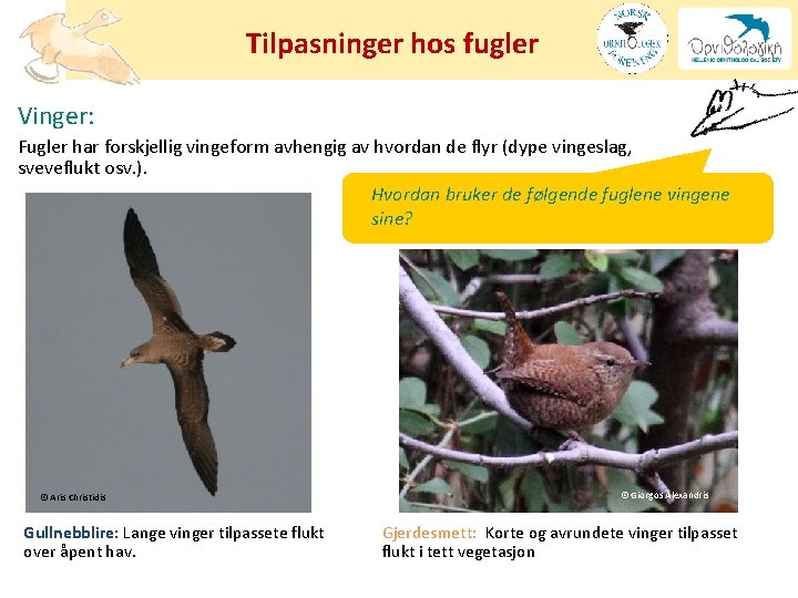 Tilpasninger hos fugler Vinger: Fugler har forskjellig vingeform avhengig av hvordan de flyr (dype