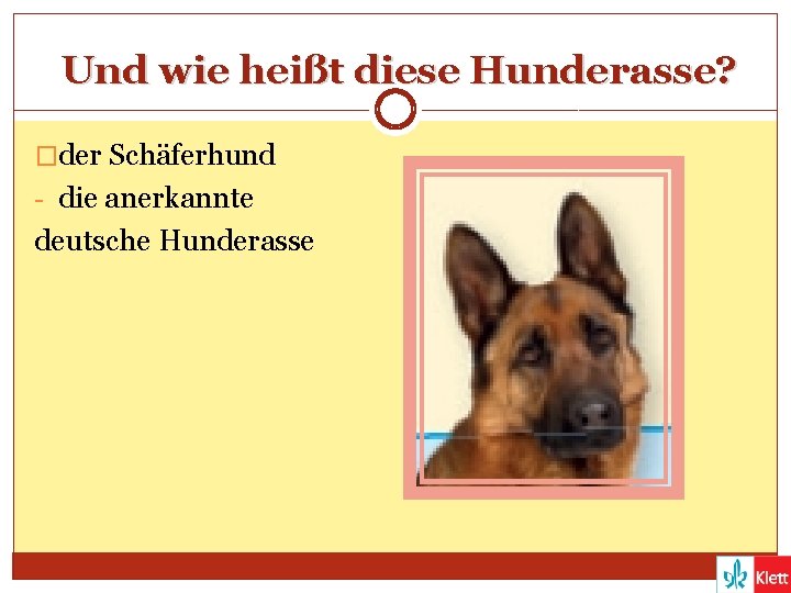 Und wie heißt diese Hunderasse? �der Schäferhund - die anerkannte deutsche Hunderasse 