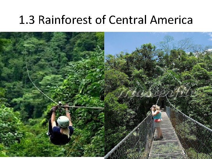 1. 3 Rainforest of Central America 