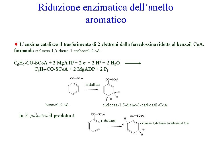 Riduzione enzimatica dell’anello aromatico L’enzima catalizza il trasferimento di 2 elettroni dalla ferredossina ridotta