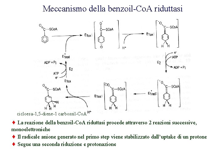 Meccanismo della benzoil-Co. A riduttasi cicloesa-1, 5 -diene-1 carbossil-Co. A La reazione della benzoil-Co.