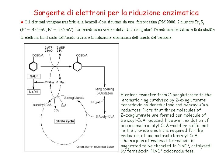 Sorgente di elettroni per la riduzione enzimatica Gli elettroni vengono trasferiti alla benzoil-Co. A