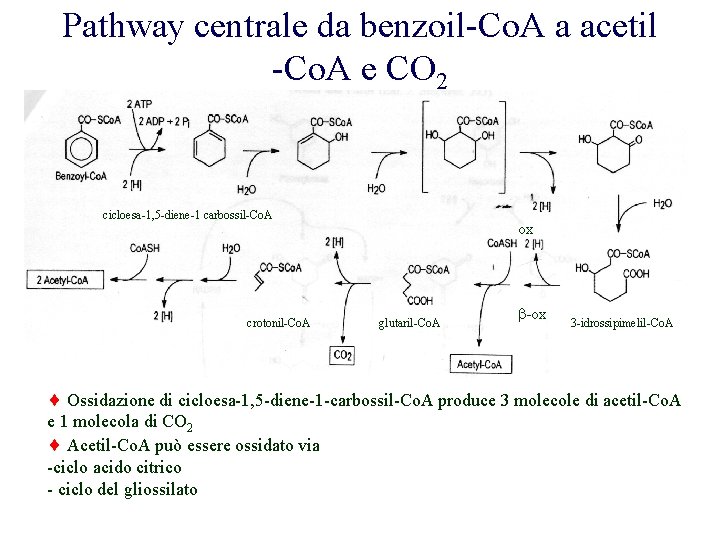 Pathway centrale da benzoil-Co. A a acetil -Co. A e CO 2 cicloesa-1, 5