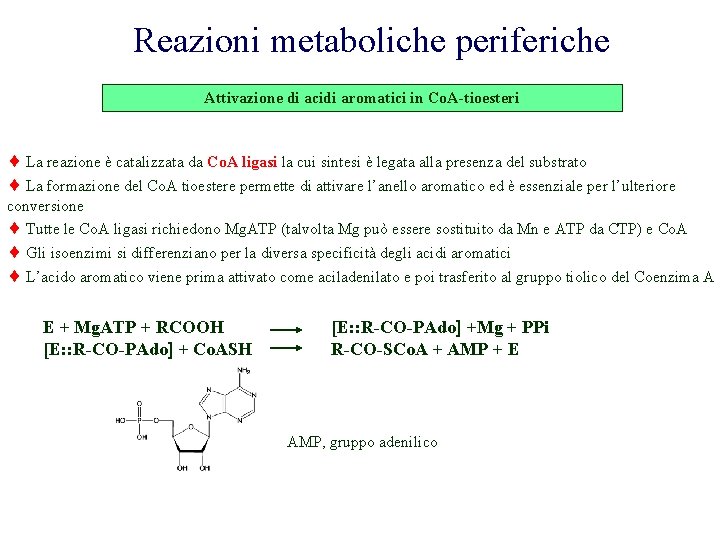 Reazioni metaboliche periferiche Attivazione di acidi aromatici in Co. A-tioesteri La reazione è catalizzata