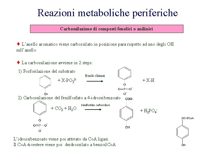 Reazioni metaboliche periferiche Carbossilazione di composti fenolici o anilinici L’anello aromatico viene carbossilato in