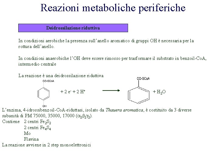 Reazioni metaboliche periferiche Deidrossilazione riduttiva In condizioni aerobiche la presenza sull’anello aromatico di gruppi