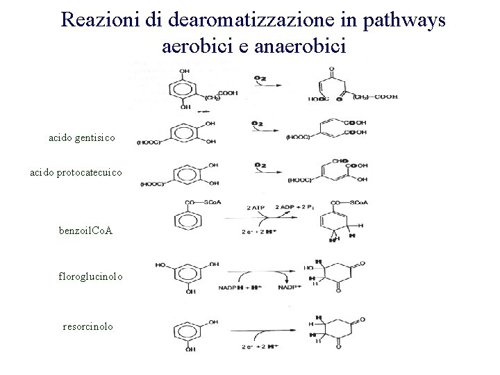 Reazioni di dearomatizzazione in pathways aerobici e anaerobici acido gentisico acido protocatecuico benzoil. Co.