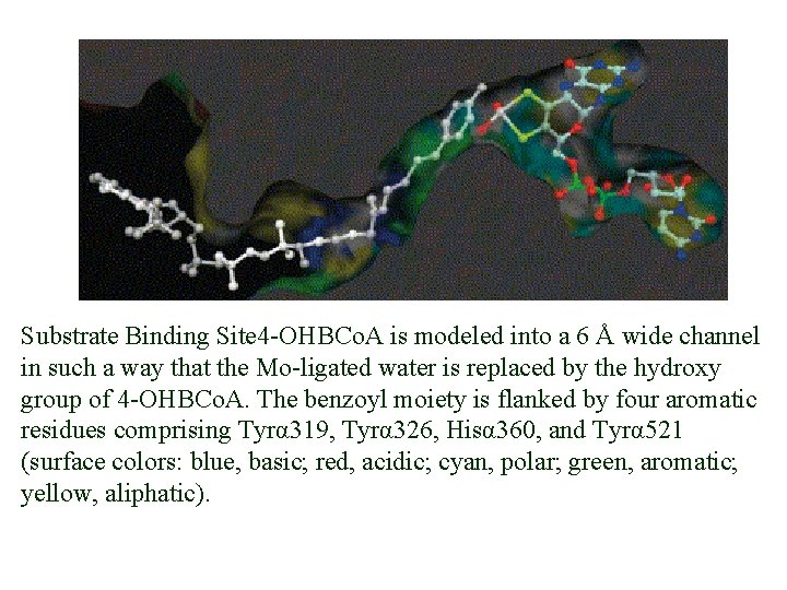 Substrate Binding Site 4 -OHBCo. A is modeled into a 6 Å wide channel