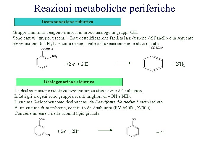 Reazioni metaboliche periferiche Deamminazione riduttiva Gruppi amminici vengono rimossi in modo analogo ai gruppi