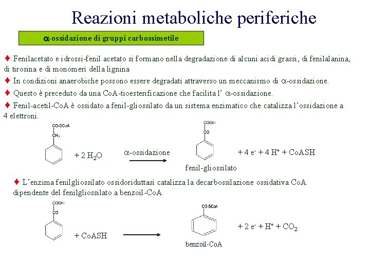 Reazioni metaboliche periferiche -ossidazione di gruppi carbossimetile Fenilacetato e idrossi-fenil acetato si formano nella