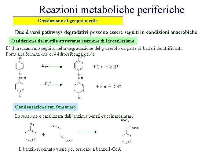 Reazioni metaboliche periferiche Ossidazione di gruppi metile Due diversi pathways degradativi possono essere seguiti