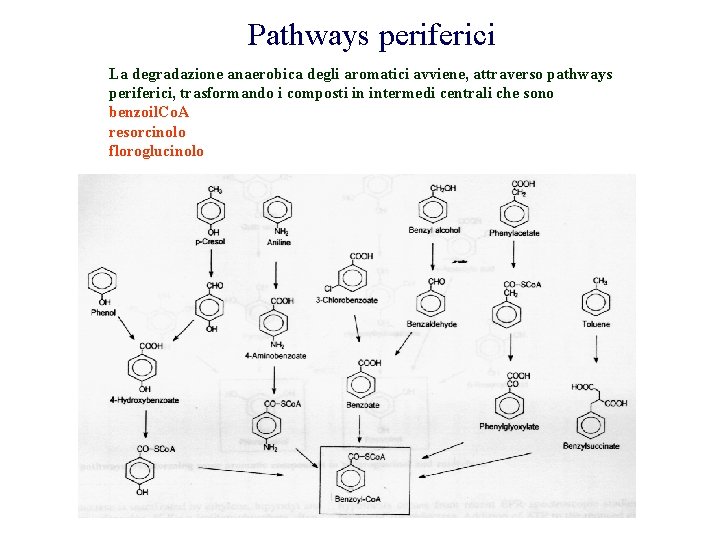 Pathways periferici La degradazione anaerobica degli aromatici avviene, attraverso pathways periferici, trasformando i composti