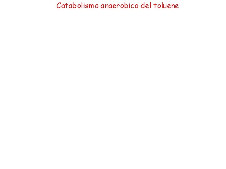 Catabolismo anaerobico del toluene 