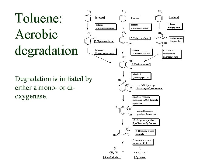 Toluene: Aerobic degradation Degradation is initiated by either a mono- or dioxygenase. 