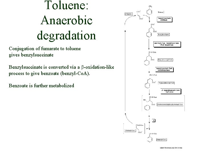 Toluene: Anaerobic degradation Conjugation of fumarate to toluene gives benzylsuccinate Benzylsuccinate is converted via