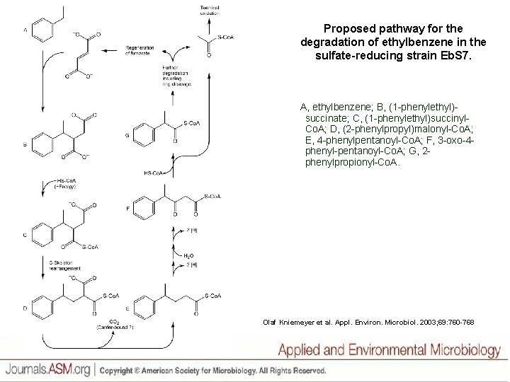 Proposed pathway for the degradation of ethylbenzene in the sulfate-reducing strain Eb. S 7.
