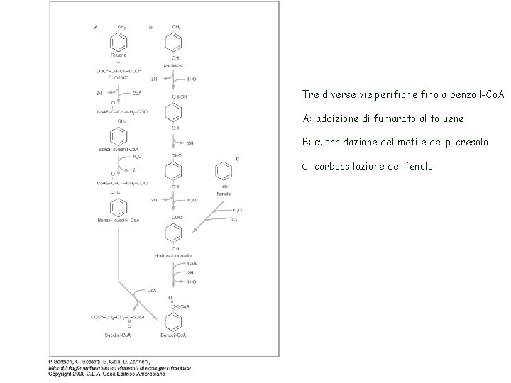 Tre diverse vie perifiche fino a benzoil-Co. A A: addizione di fumarato al toluene