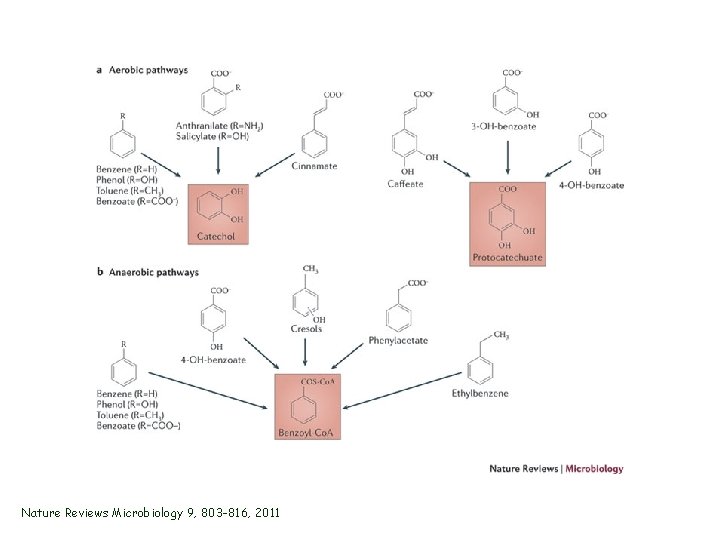 Nature Reviews Microbiology 9, 803 -816, 2011 