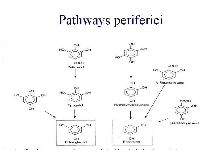 Pathways periferici 