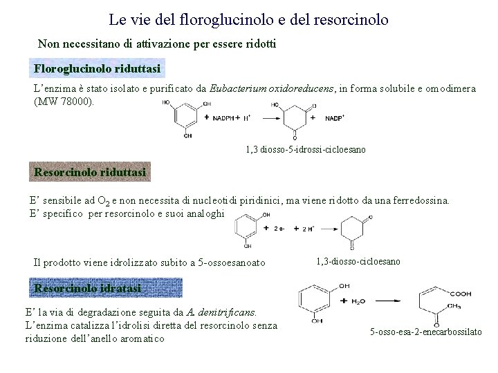 Le vie del floroglucinolo e del resorcinolo Non necessitano di attivazione per essere ridotti